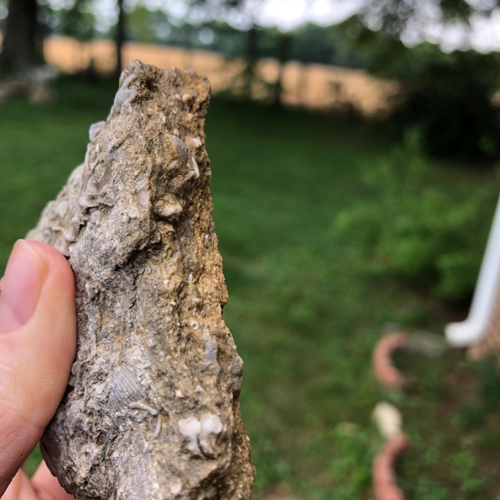 Fossil Specimen - Picture 3 of 4